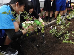 畑に野菜の苗を植える生徒